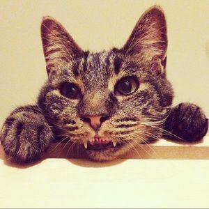 Meet your Posher, Brandon